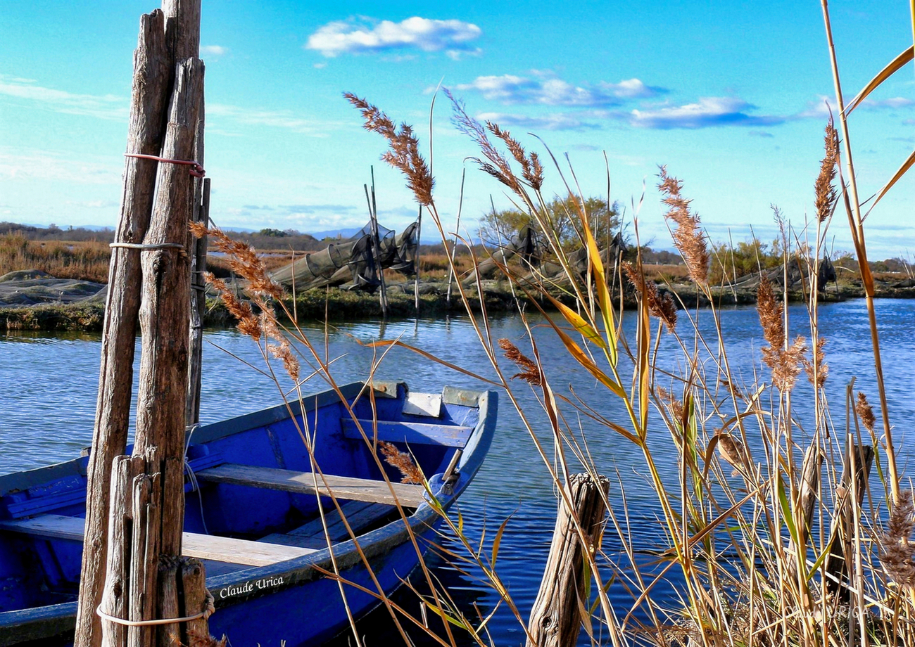 Claude Araignée_Argyope-fasciée-1 Club photo video Salies Bearn 64