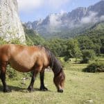 01 Patrick Animal et Paysage
