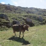 09 Leonore Une vache au bénou