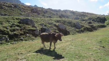 09 Leonore Une vache au bénou