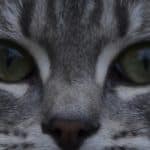 François 36 E08 Pixie Yeux