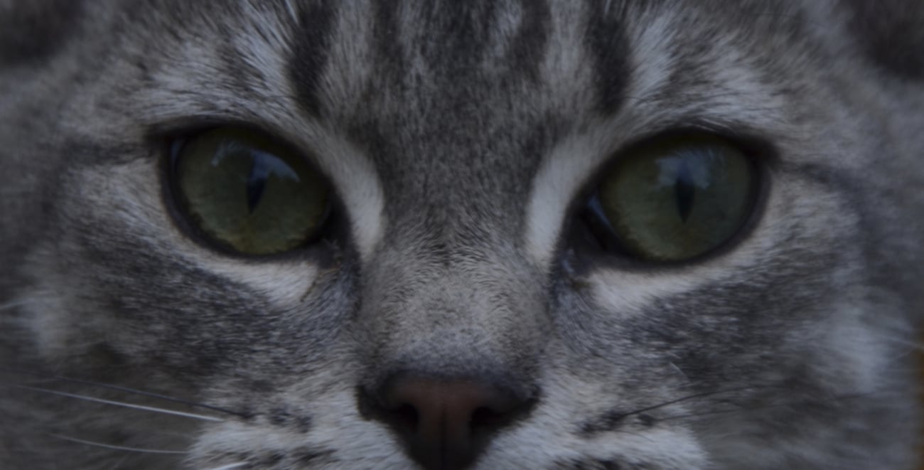 François 36 E08 Pixie Yeux