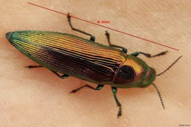 Claude 2016_Bupreste_Eurythyrea-quercus Club photo video Salies Bearn 64