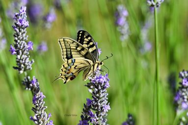 Club photo video Salies de bearn Claude Machaon 2 L1300