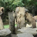 Leonore Les ours de la colline aux marmottes
