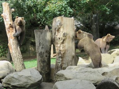Leonore Les ours de la colline aux marmottes